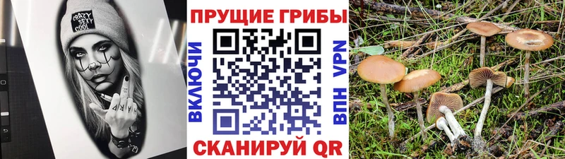Галлюциногенные грибы Psilocybine cubensis  Белово 